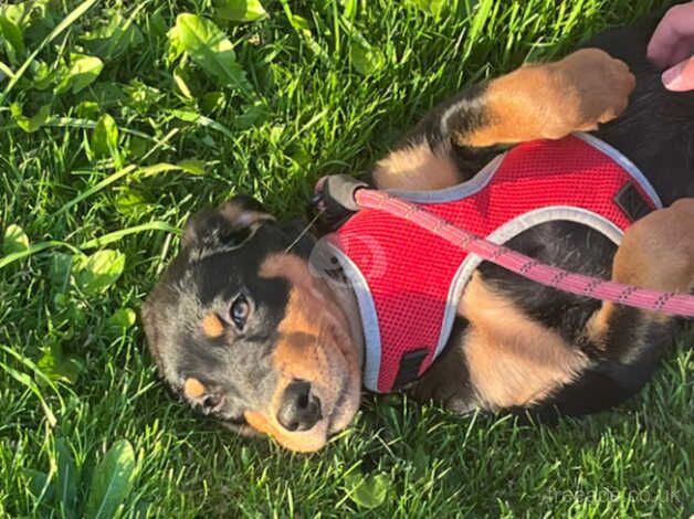 1 female rottweiler for sale in Bolton, Greater Manchester