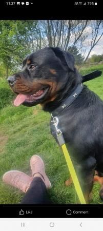 1 male 1 female rottweilers need rehoming for sale in Oldbury, West Midlands - Image 1