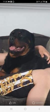 1 male 1 female rottweilers need rehoming for sale in Oldbury, West Midlands - Image 2