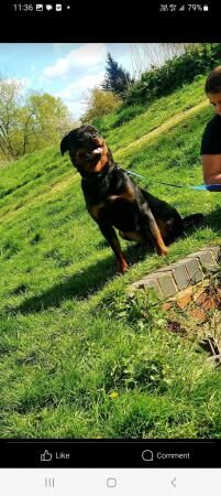 1 male 1 female rottweilers need rehoming for sale in Oldbury, West Midlands - Image 3