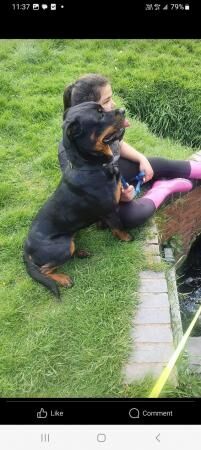 1 male 1 female rottweilers need rehoming for sale in Oldbury, West Midlands - Image 4