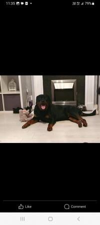 1 male 1 female rottweilers need rehoming for sale in Oldbury, West Midlands - Image 5