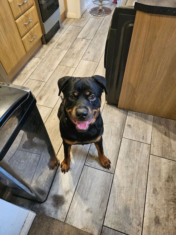 11 month old male rottweiler for rehoming for sale in Lowestoft, Suffolk