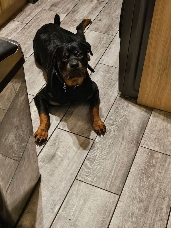 11 month old male rottweiler for rehoming for sale in Lowestoft, Suffolk - Image 2