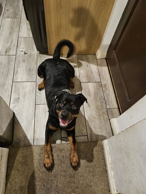 11 month old male rottweiler for rehoming for sale in Lowestoft, Suffolk - Image 3