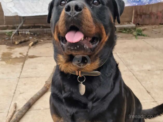 11 Rottweiler puppies KC Reg £800-£1000 for sale in Birmingham, West Midlands - Image 2