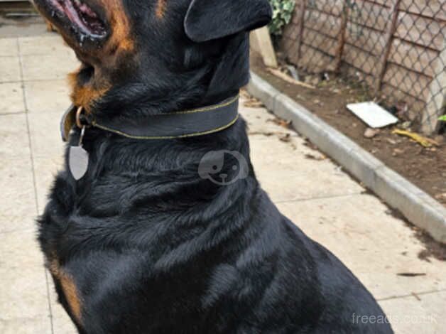 11 Rottweiler puppies KC Reg £800-£1000 for sale in Birmingham, West Midlands - Image 3