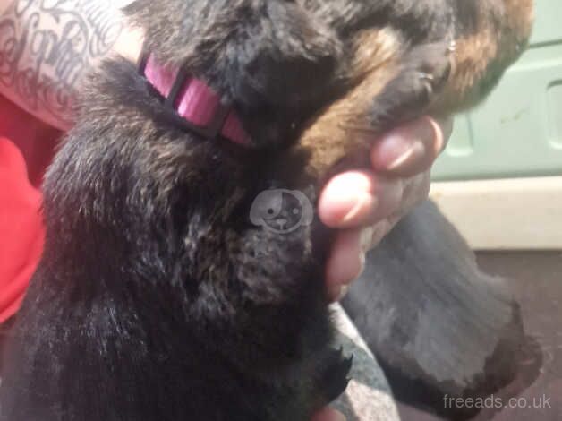 11 Rottweiler puppies KC Reg £800-£1000 for sale in Birmingham, West Midlands - Image 4