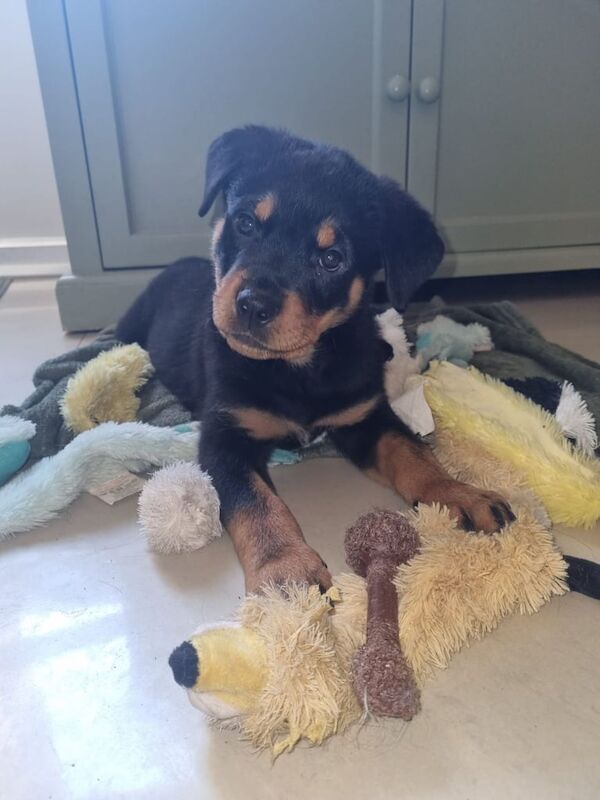 12 week old female rottweiler for sale in Langdon Hills, Essex