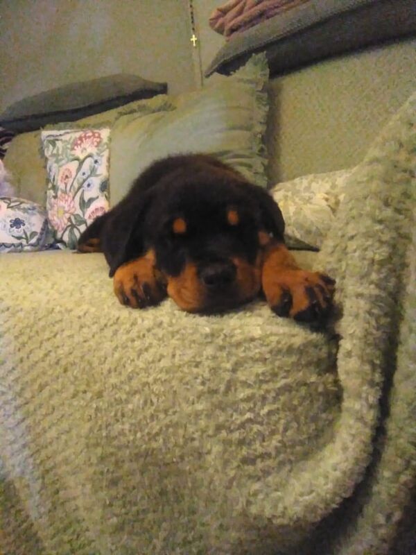 12 week old female rottweiler for sale in Langdon Hills, Essex - Image 2