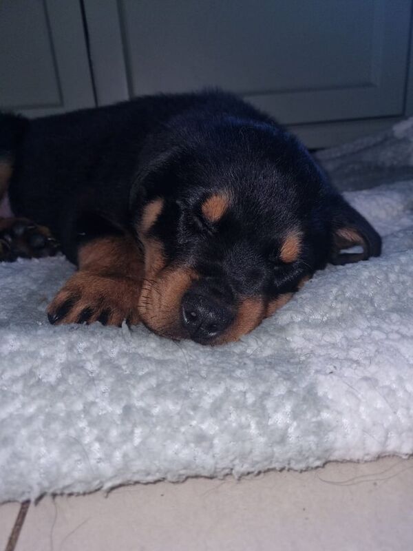 12 week old female rottweiler for sale in Langdon Hills, Essex - Image 3