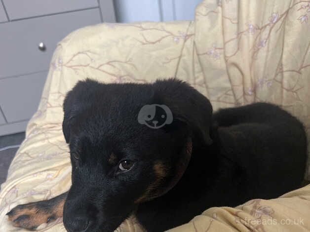 12 week old rotty for sale in Tamworth, Staffordshire