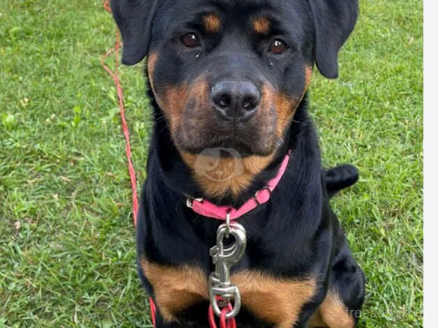 12 week old rotty for sale in Tamworth, Staffordshire - Image 4