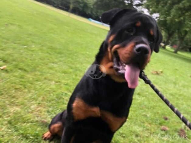 13 month Rottweiler Luna for sale in Birkenhead, Merseyside