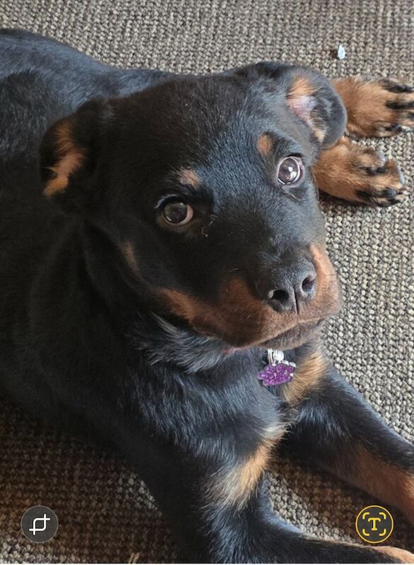 13,weeks old rottweiler puppy for sale in Stockport, Greater Manchester - Image 1