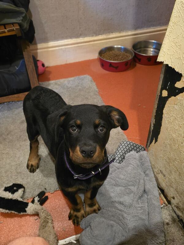 13,weeks old rottweiler puppy for sale in Stockport, Greater Manchester - Image 2