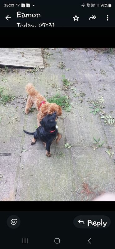 13,weeks old rottweiler puppy for sale in Stockport, Greater Manchester - Image 3