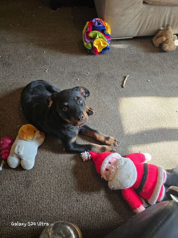 13,weeks old rottweiler puppy for sale in Stockport, Greater Manchester - Image 5