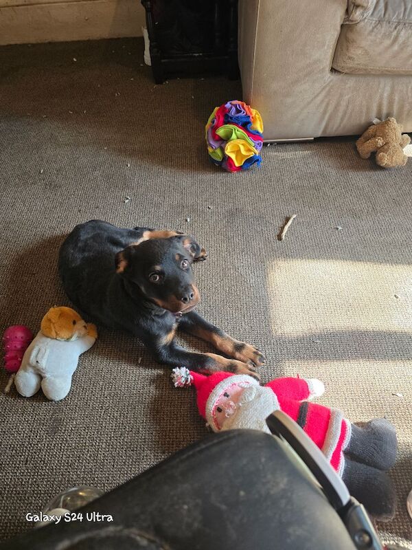 13,weeks old rottweiler puppy for sale in Stockport, Greater Manchester - Image 6