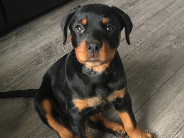 14 week rottweiler puppy for sale in Bilston, West Midlands