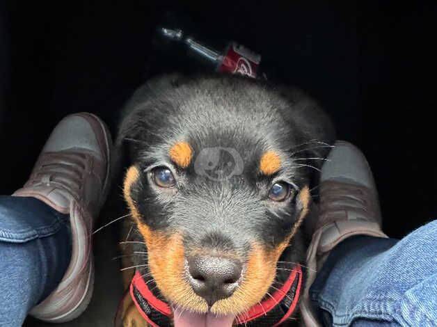 14 week rottweiler puppy for sale in Bilston, West Midlands - Image 2