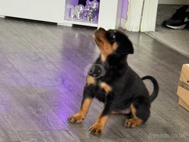 14 week rottweiler puppy for sale in Bilston, West Midlands - Image 3