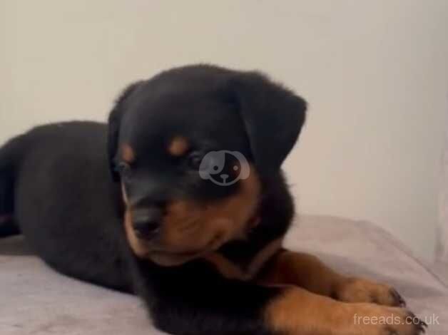 14 week rottweiler puppy for sale in Bilston, West Midlands - Image 4