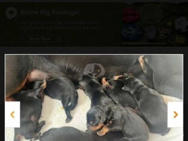 14 week rottweiler puppy for sale in Bilston, West Midlands - Image 5