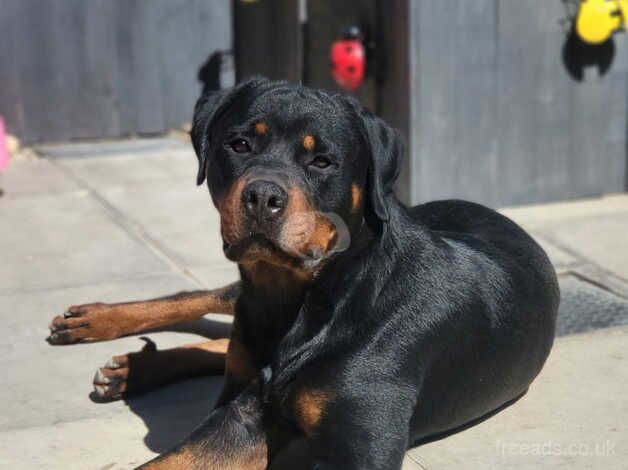 15 month old Rottweiler for sale in Gloucester, Gloucestershire