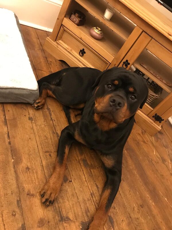 15 month Rottie Male available for sale in Wantage Oxfordshire