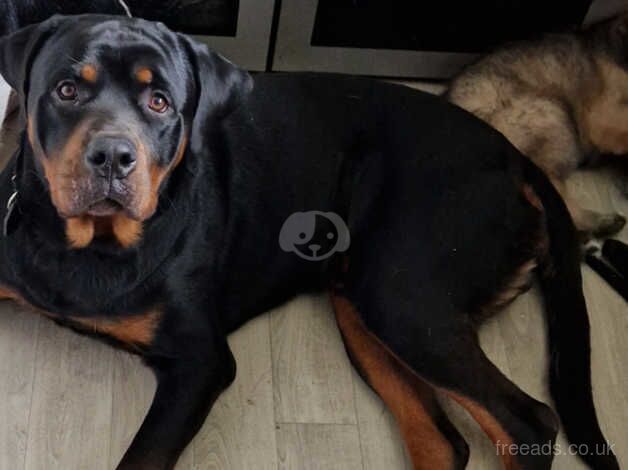 1yr old Rottweiler for sale in Hastings, East Sussex