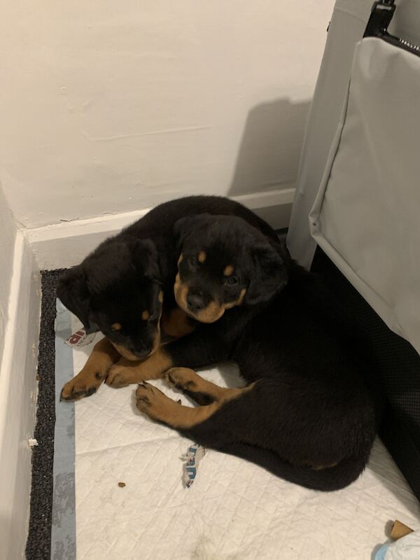 Rottweiler Puppies For Sale Under £1,000