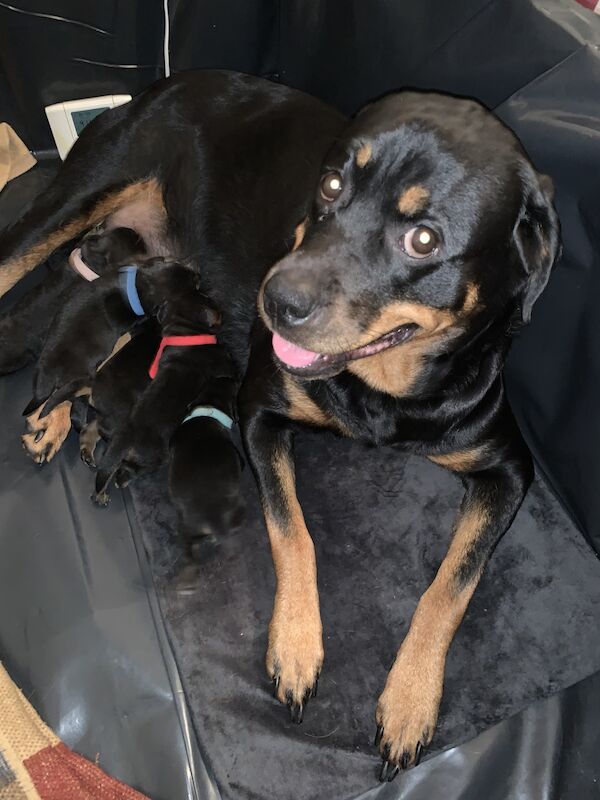 2 Female Rottweilers Pups for sale in Grimsby, Lincolnshire - Image 2