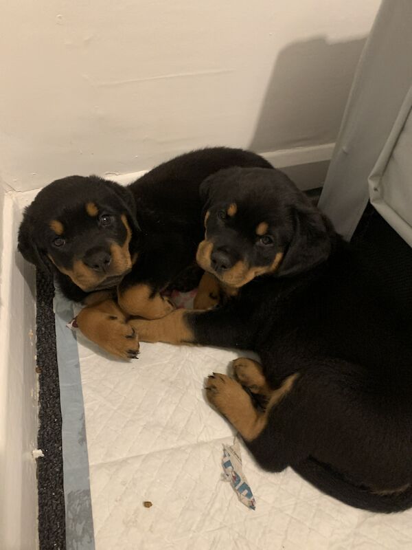 2 Female Rottweilers Pups for sale in Grimsby, Lincolnshire - Image 3