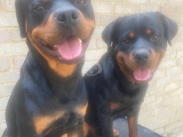 2 Male Rottweillers for sale in Rochester, Kent