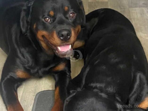 2 Male Rottweillers for sale in Rochester, Kent - Image 2