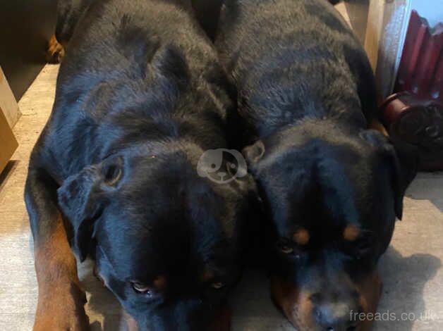 2 Male Rottweillers for sale in Rochester, Kent - Image 3