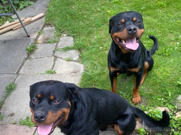 2 Male Rottweillers for sale in Rochester, Kent - Image 4