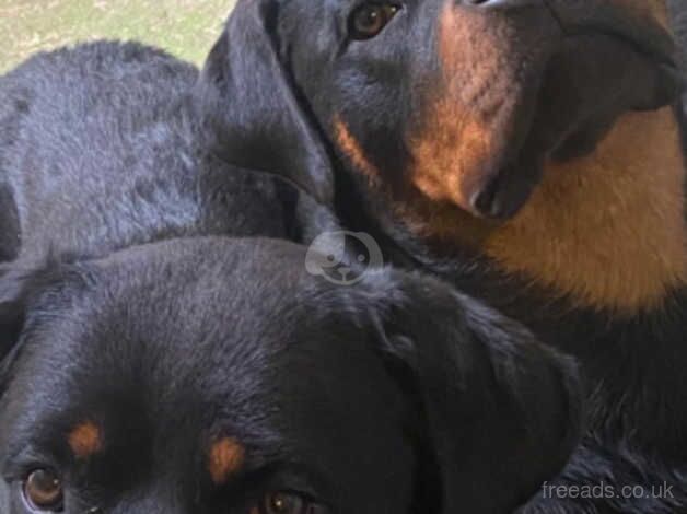 2 Male Rottweillers for sale in Rochester, Kent - Image 5