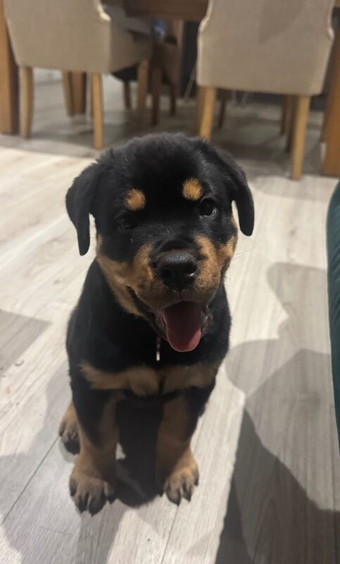 2 month old Rottweiler puppy female for sale in Bradford, West Yorkshire