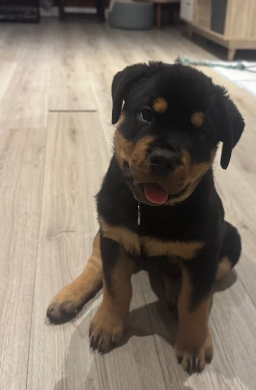 2 month old Rottweiler puppy female for sale in Bradford, West Yorkshire - Image 2