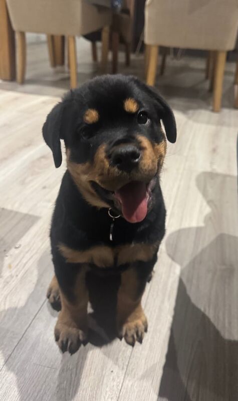 2 month old Rottweiler puppy female for sale in Bradford, West Yorkshire - Image 3