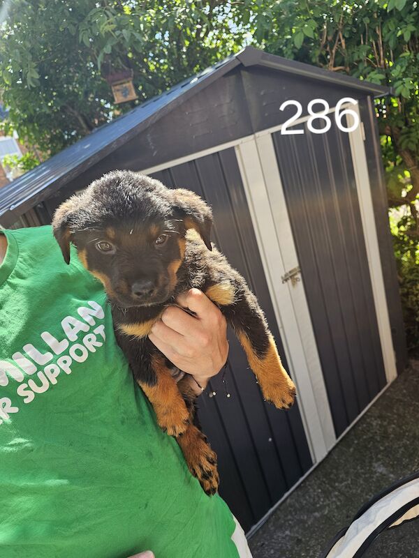 3 rottweiler puppies for sale in Worcester, Worcestershire