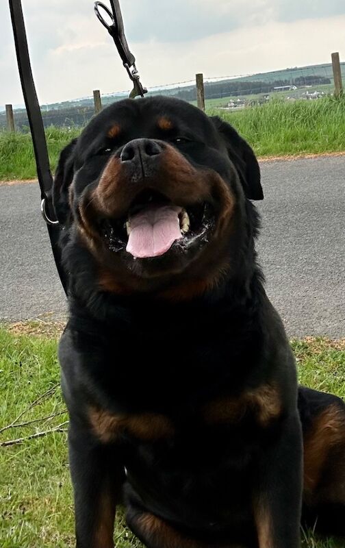 3 Years old , 5 Generations KC Pedigree, Very Large Beautiful Boy ! for sale in South Lanarkshire - Image 1