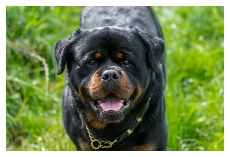 3 Years old , 5 Generations KC Pedigree, Very Large Beautiful Boy ! for sale in South Lanarkshire - Image 3