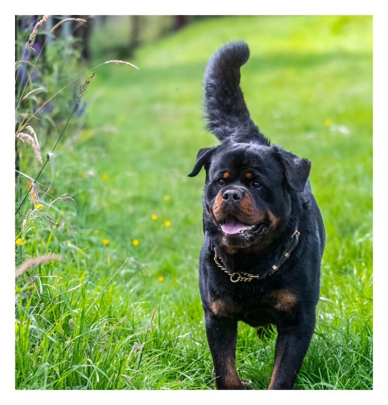 3 Years old , 5 Generations KC Pedigree, Very Large Beautiful Boy ! for sale in South Lanarkshire - Image 5