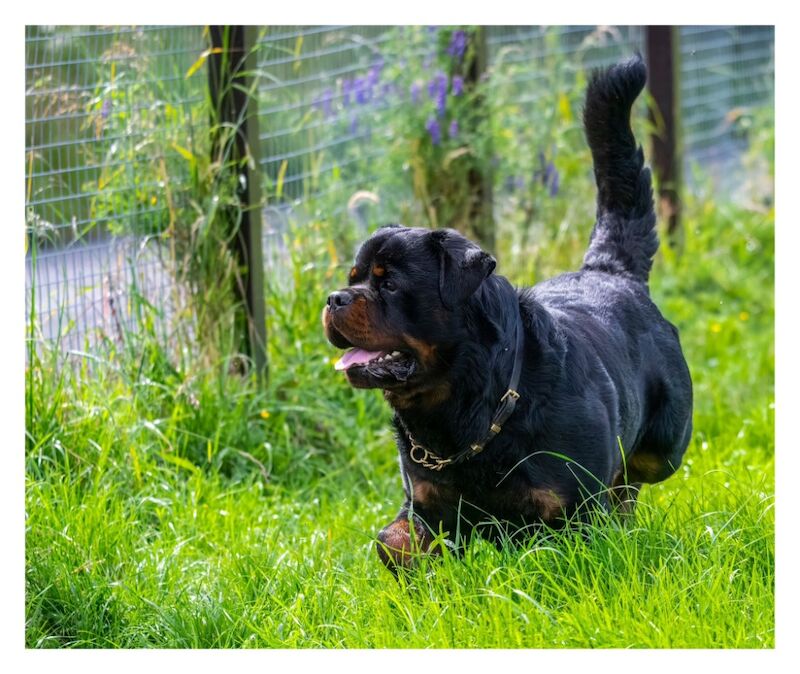 3 Years old , 5 Generations KC Pedigree, Very Large Beautiful Boy ! for sale in South Lanarkshire - Image 6