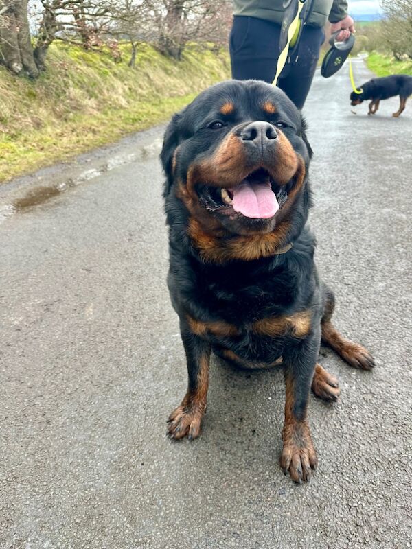 3 Years old , 5 Generations KC Pedigree, Very Large Beautiful Boy ! for sale in South Lanarkshire - Image 7