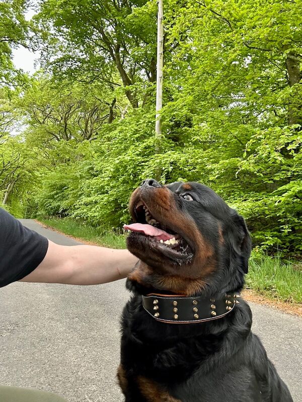 3 Years old , 5 Generations KC Pedigree, Very Large Beautiful Boy ! for sale in South Lanarkshire - Image 8