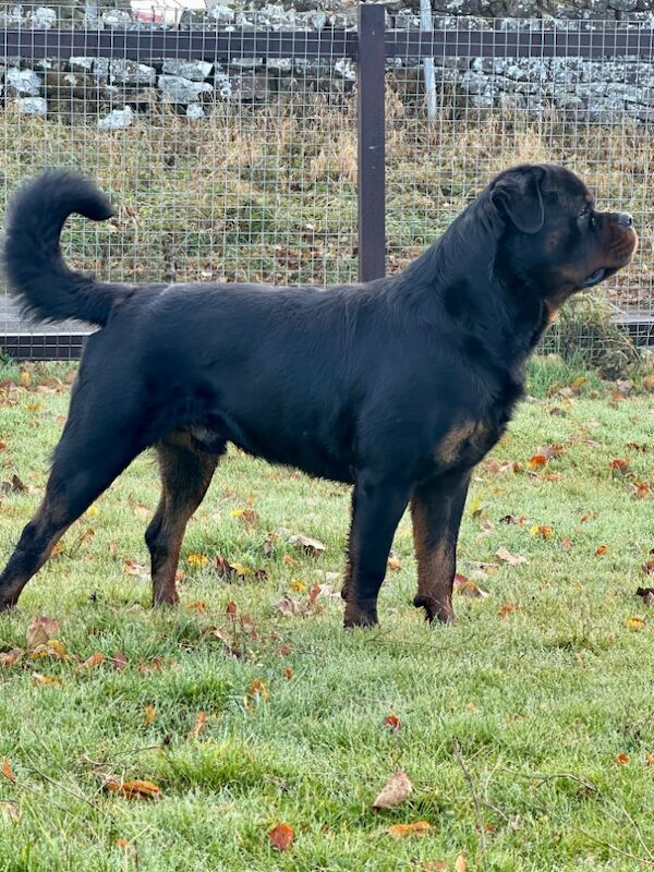 3 Years old , 5 Generations KC Pedigree, Very Large Beautiful Boy ! for sale in South Lanarkshire - Image 9